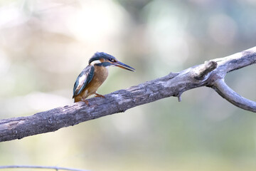 Fototapeta premium Common kingfisher, alcedo atthis, perched on a branch over a lake in the south of France