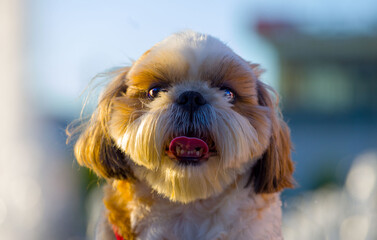 portrait of a yorkshire terrier in the rays of sunset