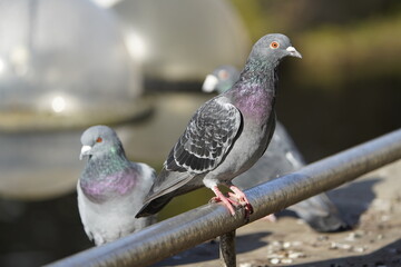 City doves or City pigeons (Columba livia f. domestica).