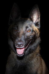 Studio shot of a belgian Malinois police dog.