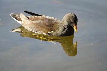 
Common moorhen,Gallinula chloropus, swamp chicken. Rallidae family. 
