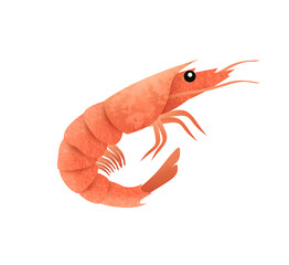 Shrimp illustration