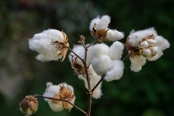 Cottons ripened in the field. White cottons at harvest time.
