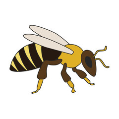 Honey bee vector icon.Color vector icon isolated on white background honey bee.