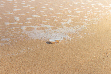 abstract beach sand and soft background of waves and seashell