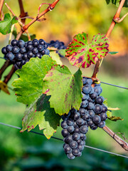 Reife Weintrauben am Weinstock