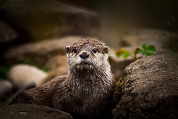 otter on the tree