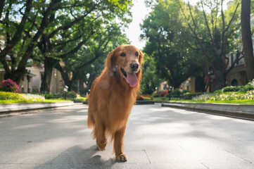 Golden Retriever walking in the garden