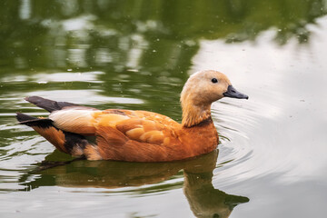 Ruddy Shelduck, or red duck, lat. Tadorna ferruginea, swimming on a lake.
