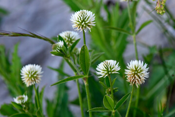 Mountain clover // Berg-Klee (Trifolium montanum) - Stol, Slovenia