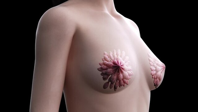 3d rendered medical animation of  the female mammary glands