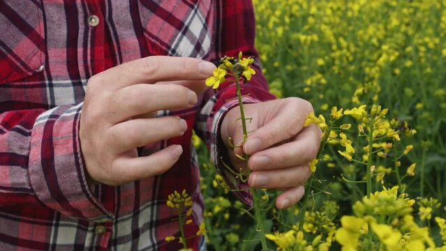 Female farmer examining rapeseed crops for tropinota hirta beetle pests, close up with selective focus