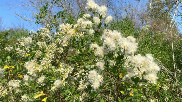 Fiore di Baccharis halimifolia