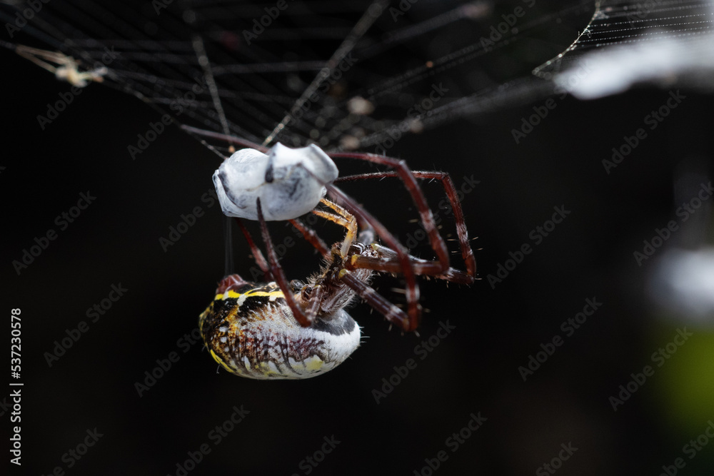 Wall mural close up of an orb weaver spider wraps its pray with web like a mummy with bokeh background