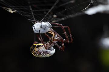 close up of an orb weaver spider wraps its pray with web like a mummy with bokeh background