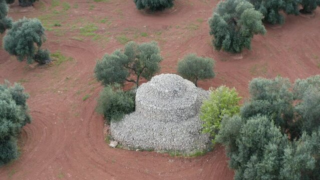 campagna salentina con gli alberi di olivo e i trulli. Uliveto pugliese -  Taranto, Maruggio, Salento, Puglia, Italia - Vista aerea dal drone