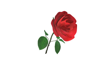 Rose, Rot, Blume, Schön