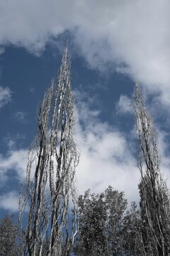 Vertical undershoot of deciduous birches with the blue, cloudy sky background