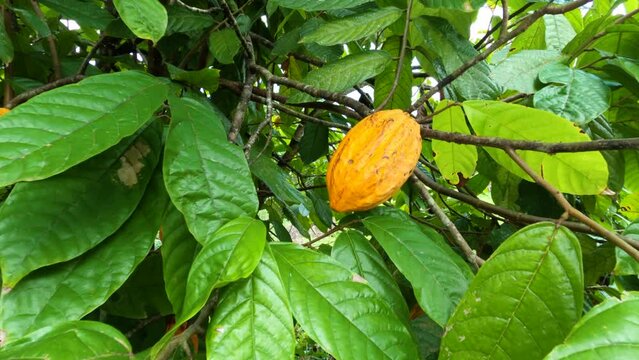 Closeup of ripe cocoa fruit on cocoa tree. Fruit that gives rise to chocolate. Yellow cocoa, Video 4k