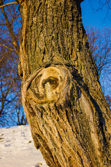 Obraz premium the trunk of an old tree with a saw cut and annual rings with brown textured bark in winter against the backdrop of snow in the warm rays of the setting sun