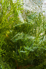 Christmas background, a tree with raindrops behind glass or film