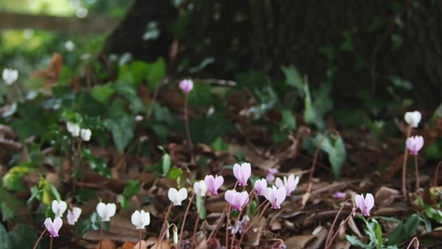 Close up of delicate, pink cyclamen flowers growing in nature under a big tree in the forest. Autumn season in the woods