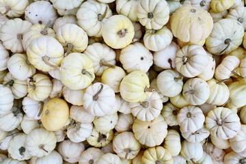 Top view of many small white Baby Boo pumpkins