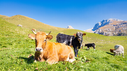Fototapeta na wymiar Encounter with some cows on the pasture meadows