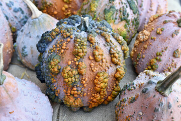 Beautiful 'Musquee de Maroque' pumpkin with warts - obrazy, fototapety, plakaty