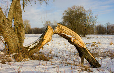 a broken tree in the middle of a snowy field with a brown trunk and bark without anyone