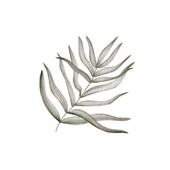 hand drawn digital illustration of tropical leaf. PNG file. for products decor and design. 