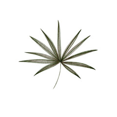 tropical leaf illustration. PNG file. For your products decor  and design. 