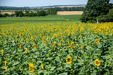 ay&ccedil;i&ccedil;eği