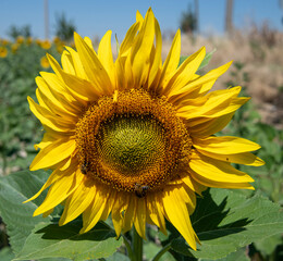 ay&ccedil;i&ccedil;eği