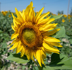 ay&ccedil;i&ccedil;eği