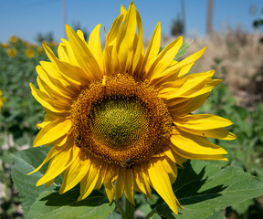 ay&ccedil;i&ccedil;eği