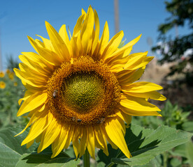 ay&ccedil;i&ccedil;eği