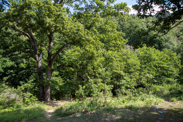 iğneada longoz ormanı