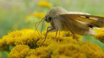 Moth on a tansy flower on an autumn day in a field, close-up. Insect on a yellow flower.
