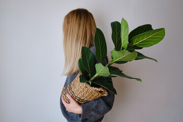 A woman holds a pot of green ficus in her hands. Botanical background. Place for text. Green indoor plants. Home plant care concept
