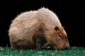 Capybara eating grass