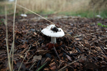 mushroom fungus on its first day of growth after the initial autumn rains