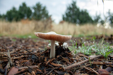 mushroom fungus on its first day of growth after the initial autumn rains © SaucE ReQuEs