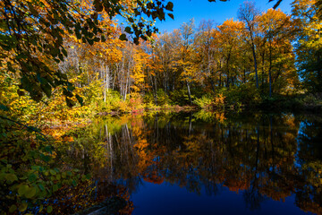 A walk in the deep woods on an October day!