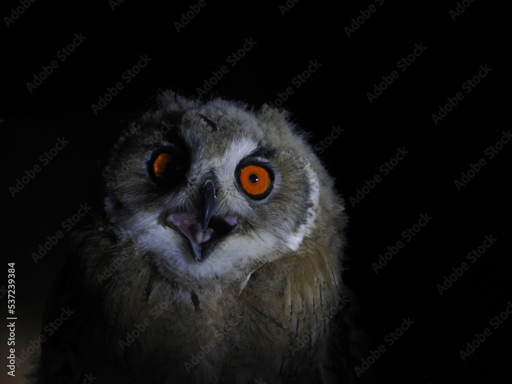 Wall mural owl portait isolated on black