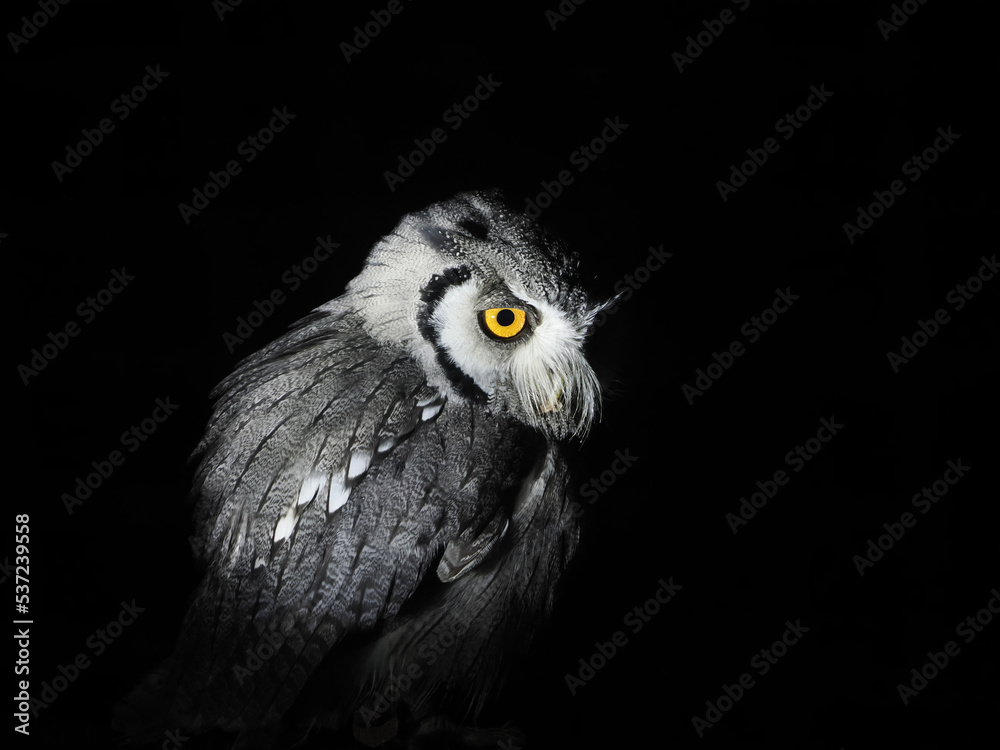 Wall mural owl portait isolated on black