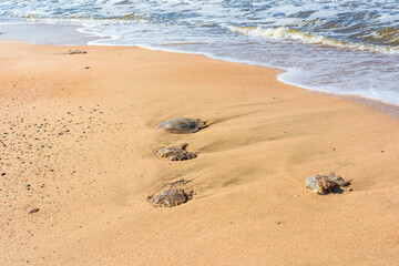 A dead jellyfish washed up on the shore. Jellyfish on the coast of the Sea of Azov. Worm-like filaments with poisonous stinging cells can cause painful injuries to people.