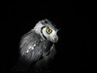 owl portait isolated on black