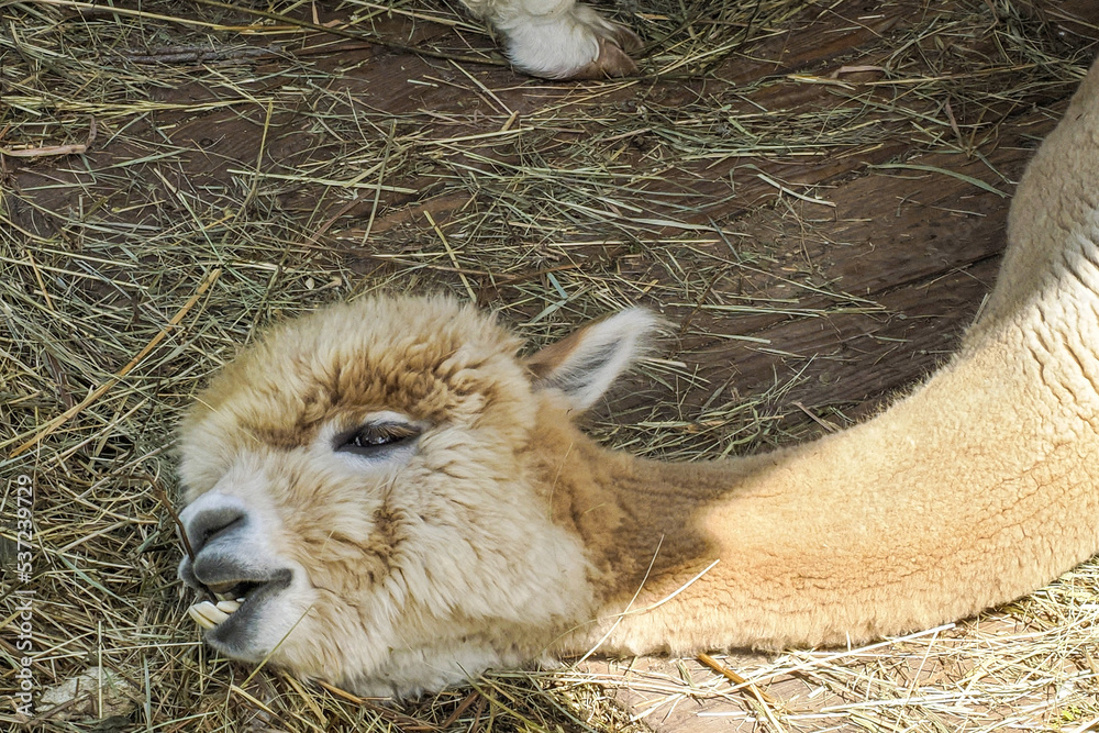 Wall mural alpaca adorable fluffy portrait looking at you