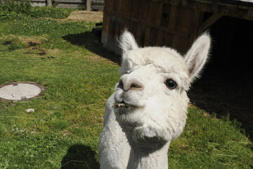 alpaca adorable fluffy portrait looking at you